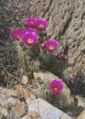 Hedgehog cactus